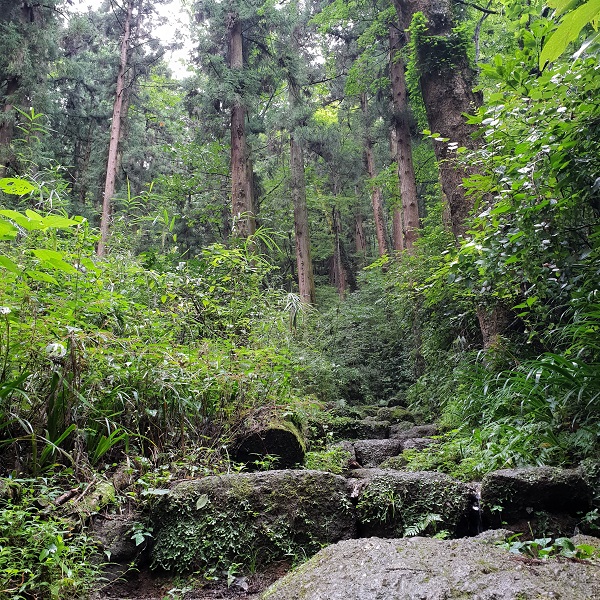 Mountain steps in the forest